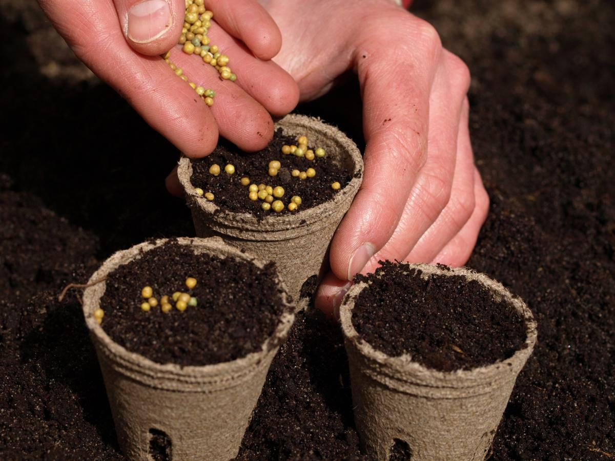 Seedling planting