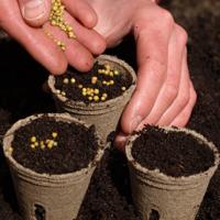 Seedling planting