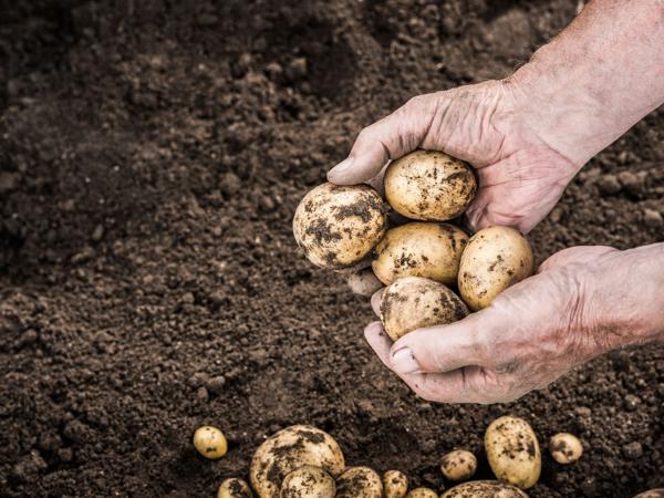 Potato Harvesting