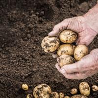 Learn the essential steps to successfully plant and harvest potatoes, bringing fresh produce from your garden to your table.