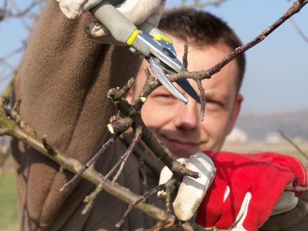 Apple tree pruning