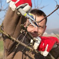 Apple tree pruning