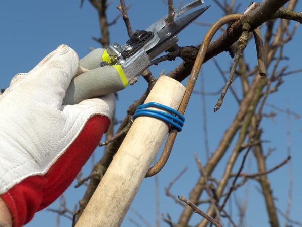 Gardener pruning apple tree