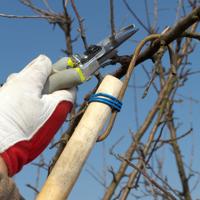 Gardener pruning apple tree