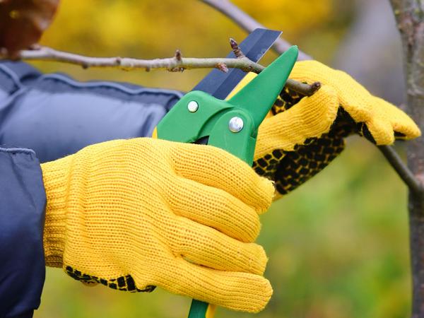 Gardener pruning trees in autumn