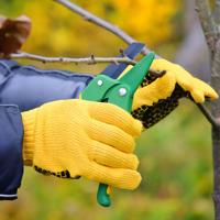 Gardener pruning trees in autumn