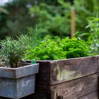 Rosemary herb garden