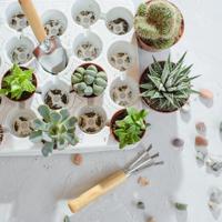 Succulent Planting