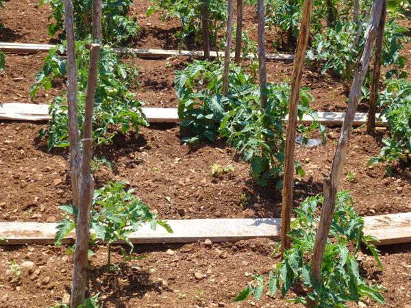 Tomato plants growing in a garden