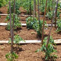 Learn how to successfully grow tomatoes at home, from choosing the right variety to harvesting the fruits of your labor.