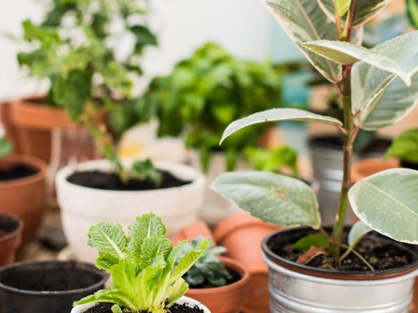 Indoor Plants