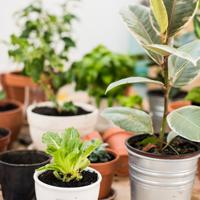 Indoor Plants