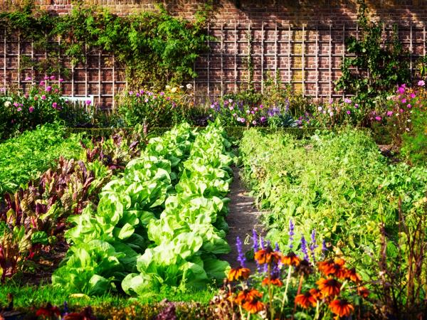 Vegetable Garden