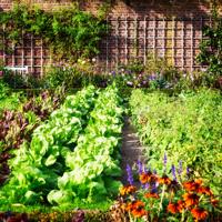 Discover how companion planting can naturally manage pests in your garden while promoting a healthier ecosystem.