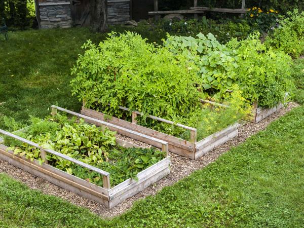 vegetable garden