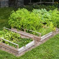 vegetable garden