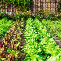 Discover how crop rotation can improve your garden's health and productivity while minimizing pests and diseases.