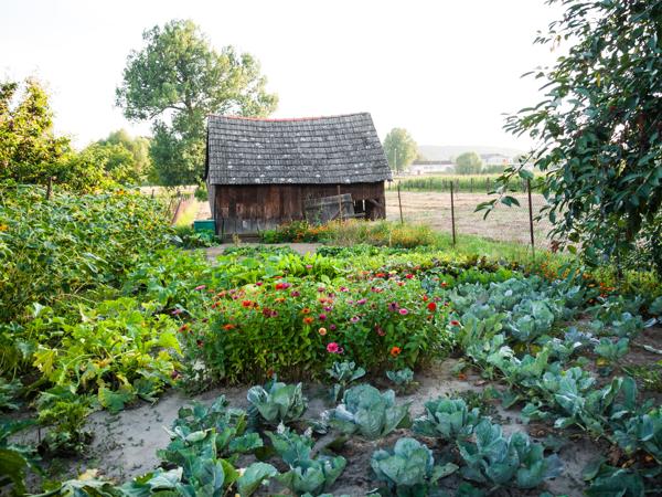 Vegetable Garden