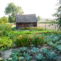 Explore sustainable gardening practices that promote environmental health and enhance your garden's productivity.