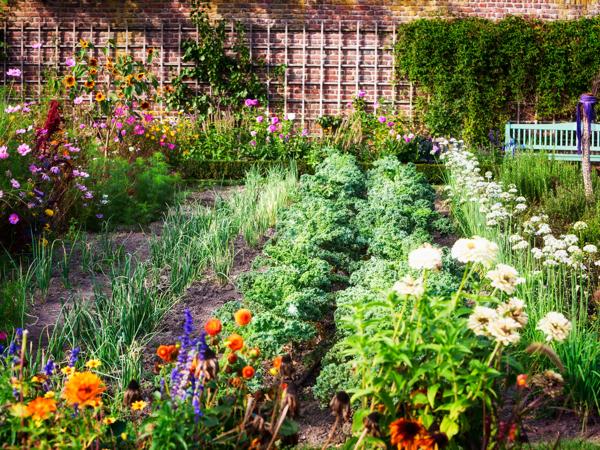 Vegetable Garden